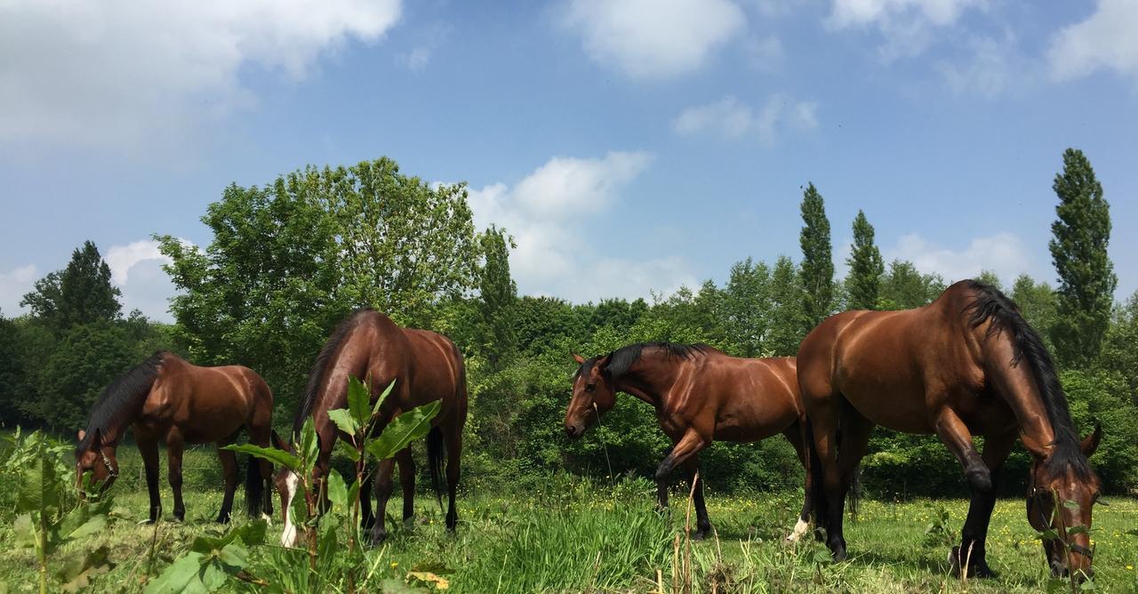 Etang Fleuri Bed and Breakfast Cahagnes Esterno foto